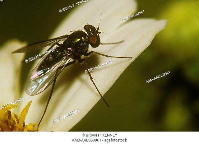 Long-legged Fly on Spanish Needles, Florida, family: Dolichopodidae