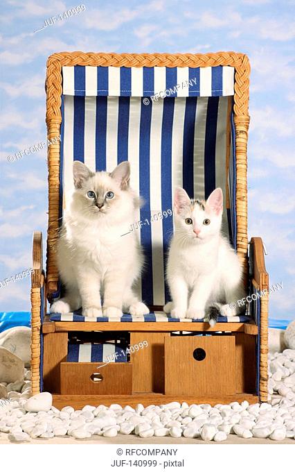 Sacred cat of Burma and kitten in beach chair