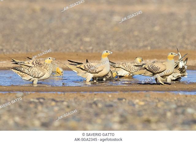 Spotted Sandgrouse (Pterocles senegallus), flock at drinking pool