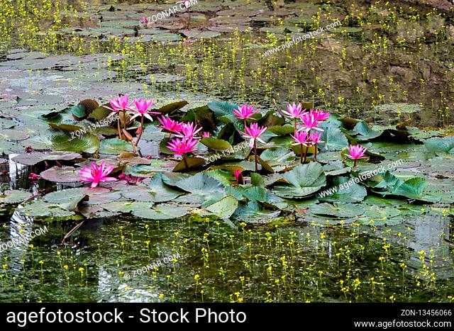 Lotus pond in Royal Palace Haw kham of the National museum complex of Luang Prabang, Laos. Part of UNESCO World Heritage