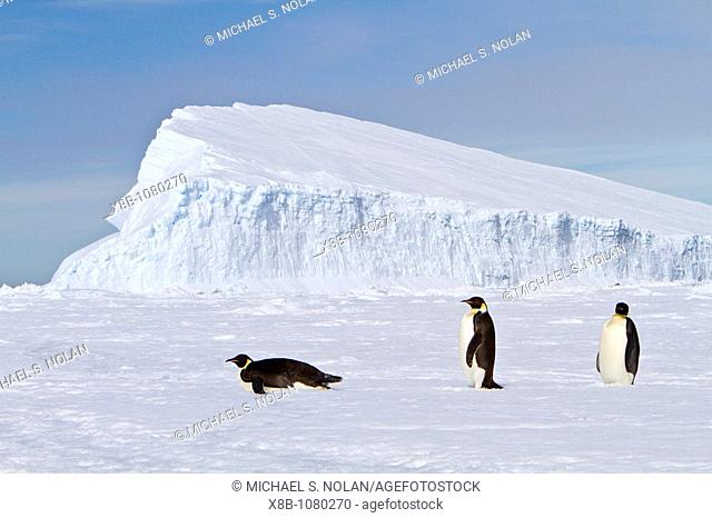 Adult emperor penguin Aptenodytes forsteri on sea ice near Snow Hill Island in the Weddell Sea, Antarctica  MORE INFO The emperor is the tallest and heaviest of...