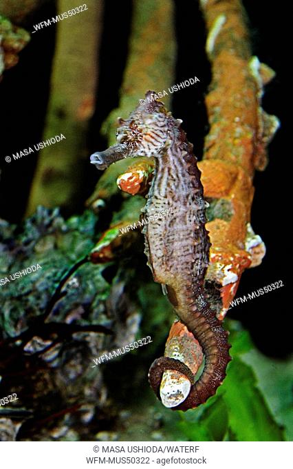lined seahorse hanging on to mangrove root female, Hippocampus erectus, Caribbean Sea, Western Atlantic Ocean, Florida, USA