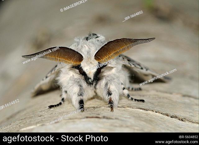 Puss moth (Cerura vinula), Large Fork-tail, Large Fork-tails, Tooth Moth, Insects, Moths, Butterflies, Animals, Other animals, Puss Moth adult male