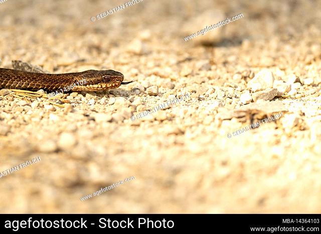 An adder in the portrait on a forest road in the Karwendel