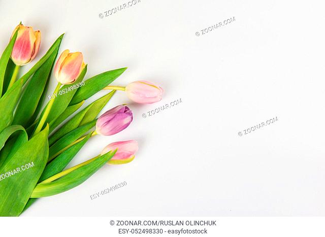 Tulips on white background for Mother's Day, spring time or Easter theme
