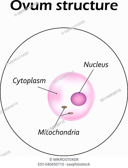 The structure of the ovum. Infographics. Vector illustration on isolated background