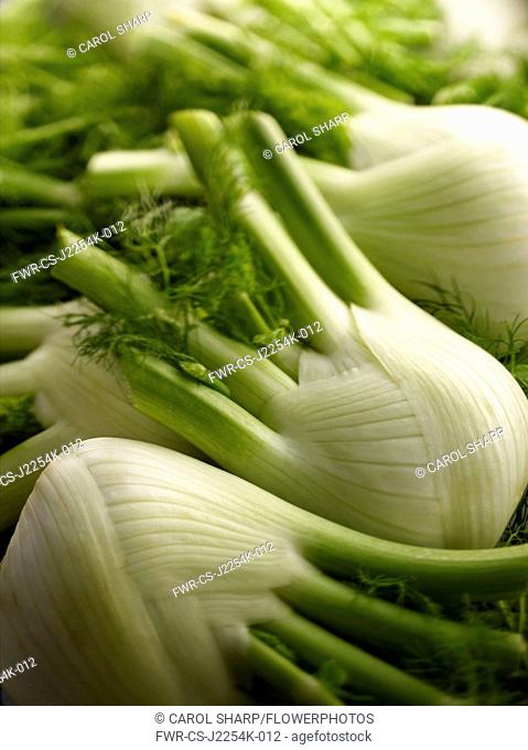 Fennel bulb, Florence fennel, Foeniculum vulgare, close up of harvested and trimmed vegetable