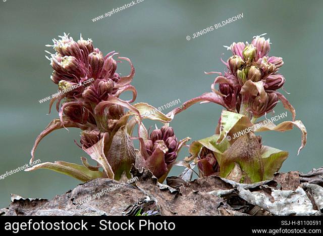 Common Butterbur, Umbrella Plant (Petasites hybridus), flowering plant. Austria