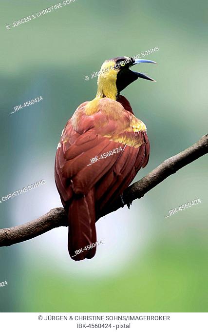 Lesser Bird of paradise (Paradisaea minor), adult male, sitting on branch, calling, native to New Guinea, captive