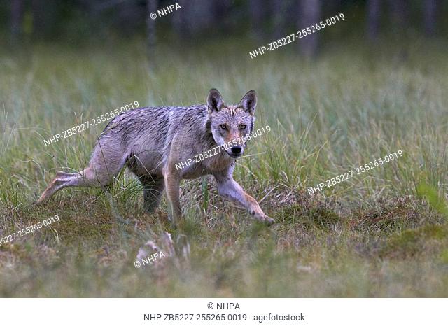 Grey Wolf (Canis lupus) on grassland. Kuhmo. Finland. July 2014