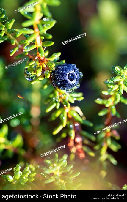Empetrum nigrum, crowberry, black crowberry, in western Alaska, blackberry is a flowering plant species in the heather family Ericaceae with a near circumboreal...