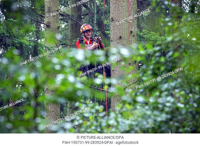 31 July 2019, Mecklenburg-Western Pomerania, Raben Steinfeld: A cone picker climbs up the tree trunk at a height of about 40 metres to collect cones for the...
