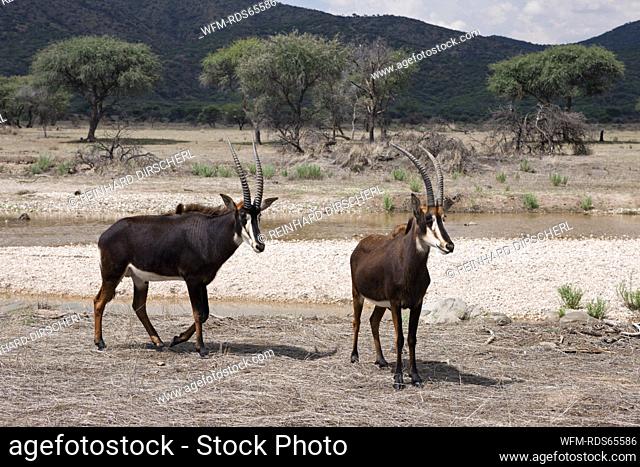 Pair of Sable Antilopes, Hippotragus niger, Namibia