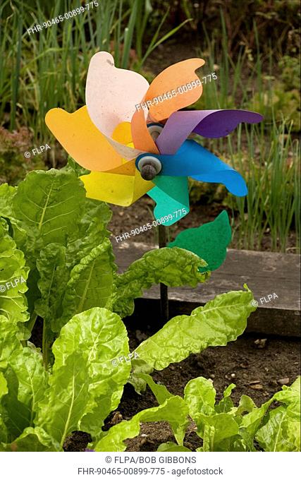 Small windmill used as bird scarer in vegetable plot, organic gardening, Kew Gardens, England