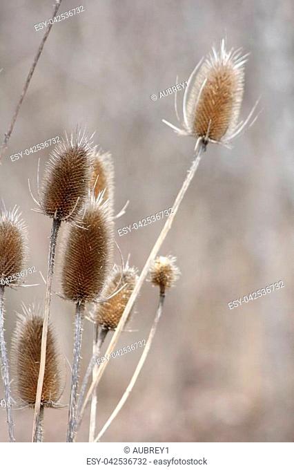 Common Teasel (Dipsacus), in its winter state along a roadside ditch in SE Ontario