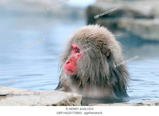 Monkey-Japanese, Macaca fuscata (Macaque Japon) Japan, 2017