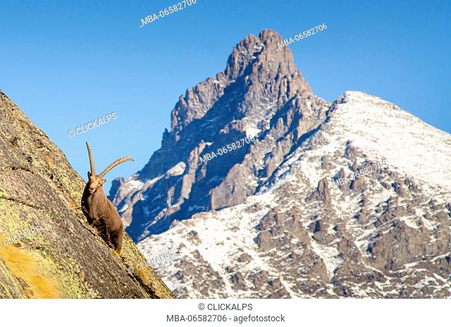 A big ibex on a steep wall, with the peak of Gran Nomenon in the backgrond, (Valsavarenche, Gran Paradiso National Park, Aosta Valley, Italy)