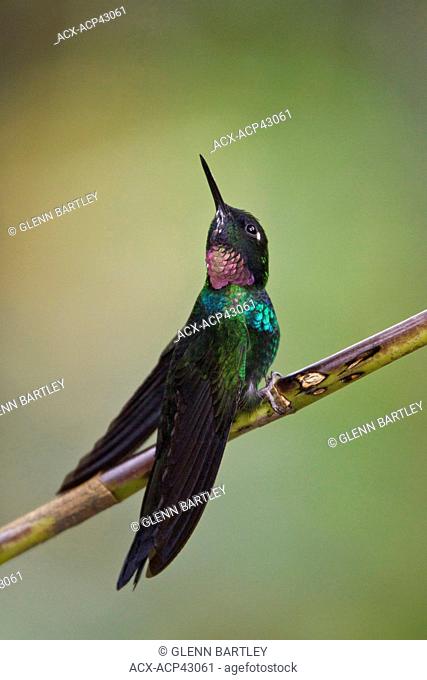 Tourlamine Sunangel Heliangelus exortis perched on a branch in Ecuador