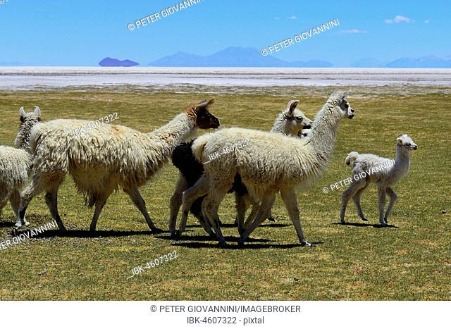 Llamas in the meadow (Lama glama), Salar de Uyuni, Tahua, Potosi, Bolivia