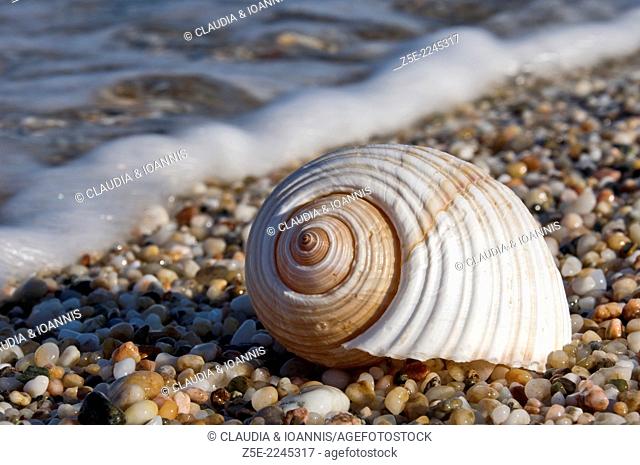 Giant tun shell on beach - Pelion Peninsula, Thessaly, Greece