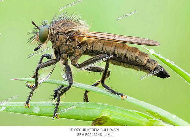 Robberfly (Asilidae) covered by early morning dew
