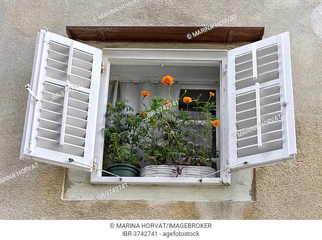 Mediterranean style window with flowers, Cres, Cres island, Primorje-Gorski Kotar County, Croatia