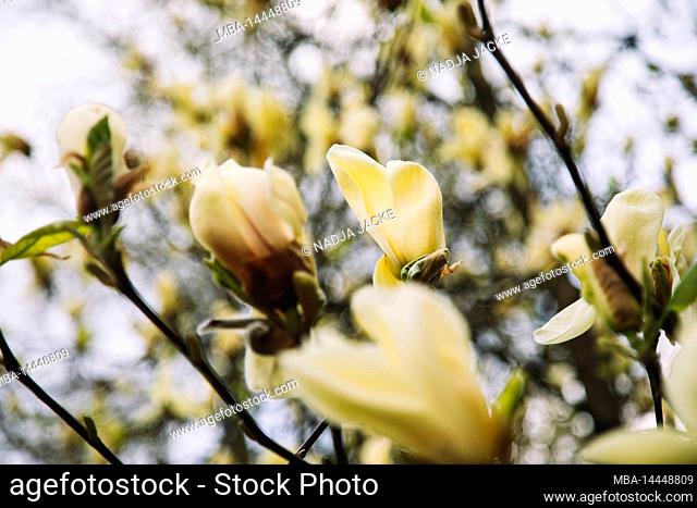Magnolia, flowers, yellow, detail