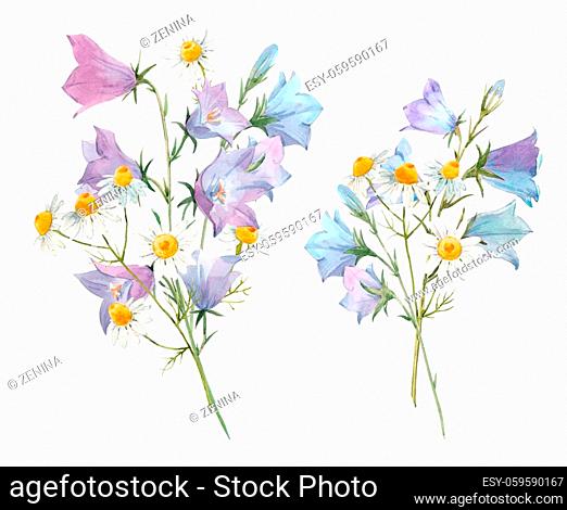 Beautiful set with hand drawn watercolor gentle summer bluebell and chamomile floral bouquets. Stock illustration