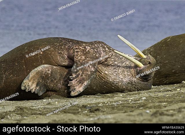 Atlantic Walrus, Odobenus rosmarus, Spitsbergen, Arctic Ocean, Norway