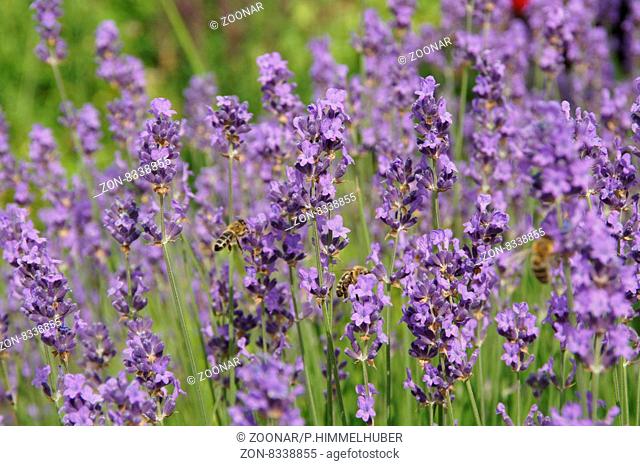 Lavandula officinalis, Lavendel, Lavender