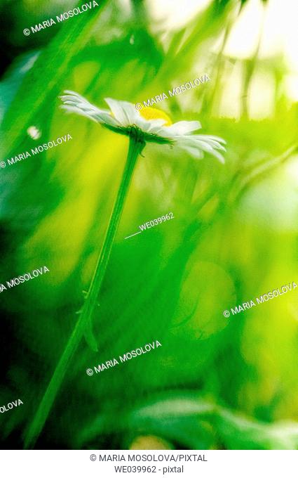 Shasta Daisy. Leucanthemum x superbum. Maryland, USA, June 2006