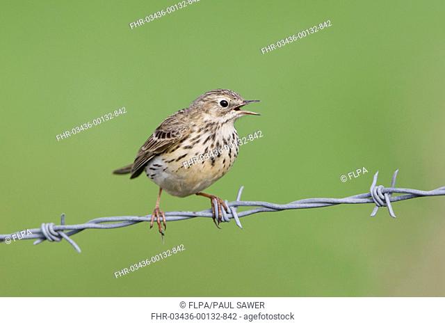Meadow Pipit Anthus pratensis adult, calling, perched on barbed wire fence, Suffolk, England, may