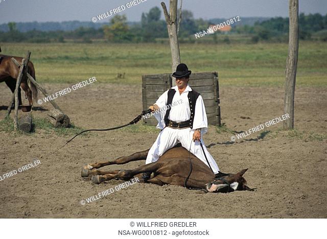 Hungarian rider in an a horse-show in Bugacpuszta in Nationalpark Kiskunsag