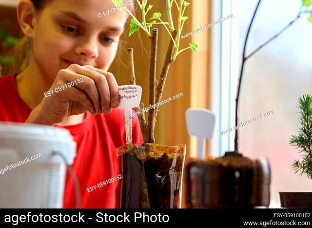 A girl inserts indicative plates for seedlings into plastic bottles with seedlings of berry bushes