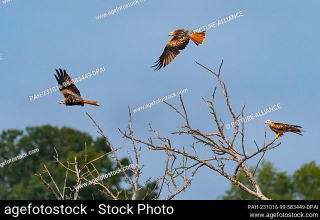05 October 2023, Saxony-Anhalt, Lutherstadt Wittenberg: 05.10.2023, A red kite (Milvus milvus) sits a few kilometers south of Lutherstadt Wittenberg on a bare...