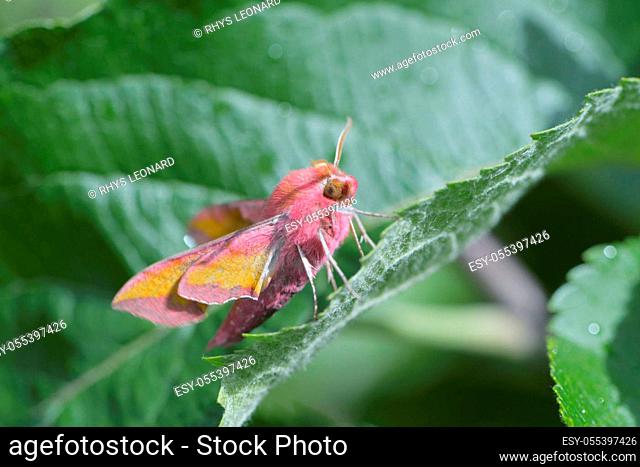 natural sunlight hits this colorful small elephant hawk moth and the furry leaf and surroundings it is perched amongst