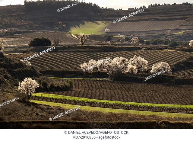 San Asensio wine scape in spring time, La Rioja wine region, Spain, Europe