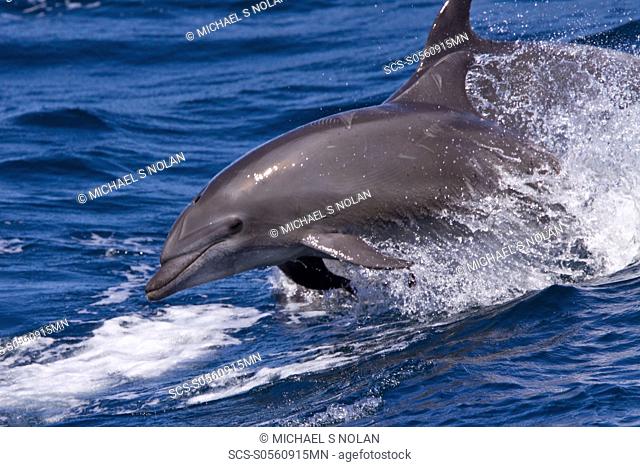Offshore type bottlenose dolphins Tursiops truncatus leaping in the midriff region of the Gulf of California Sea of Cortez, Baja California Norte, Mexico
