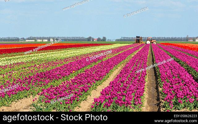 Colorful tulips fields during springtime in the Netherlands