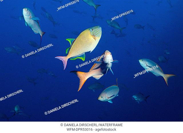 Pacific Creolefish and Redtail Triggerfish, Paranthias colonus, Xanthichthys mento, San Benedicto, Revillagigedo Islands, Mexico