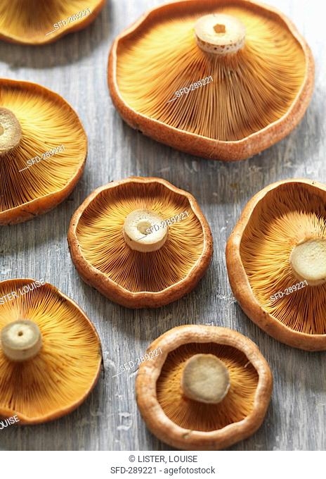 Several matsutake mushrooms on wooden background