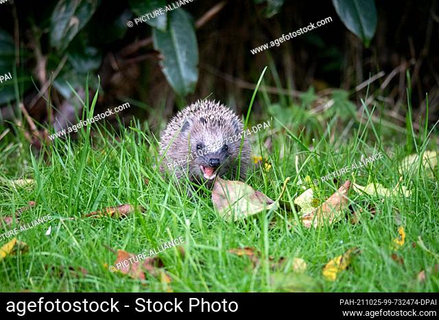 24 October 2021, Hamburg: A young brown-breasted hedgehog (Erinaceus europaeus) chews on a tasty meal among grass and leaves in the afternoon