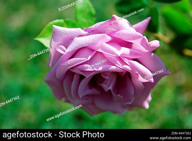 grosse aufgebluehte fliederfarbene rose im garten und sommer