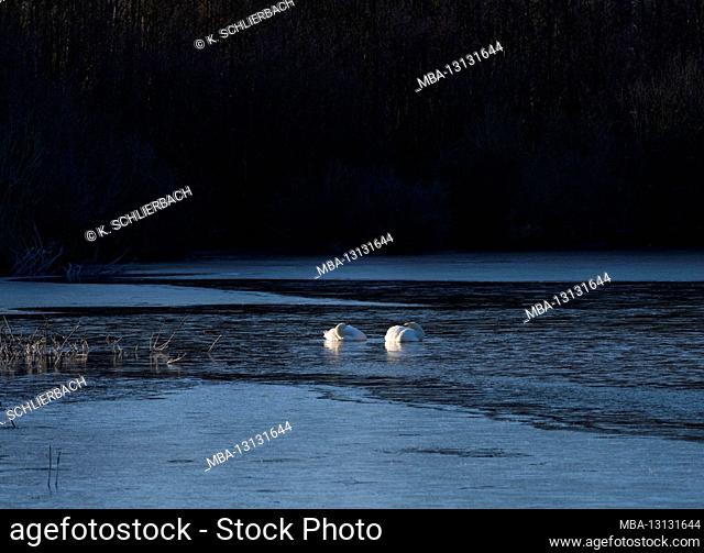 Europe, Germany, Hesse, Marburger Land, swan lake near Kirchhain, winter mood, mute swans on the ice edge, asleep
