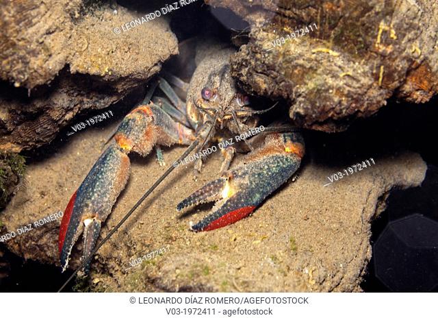 Some Fresh Water King Shrimps living in the holes of a log, at Las Estacas, Mexico