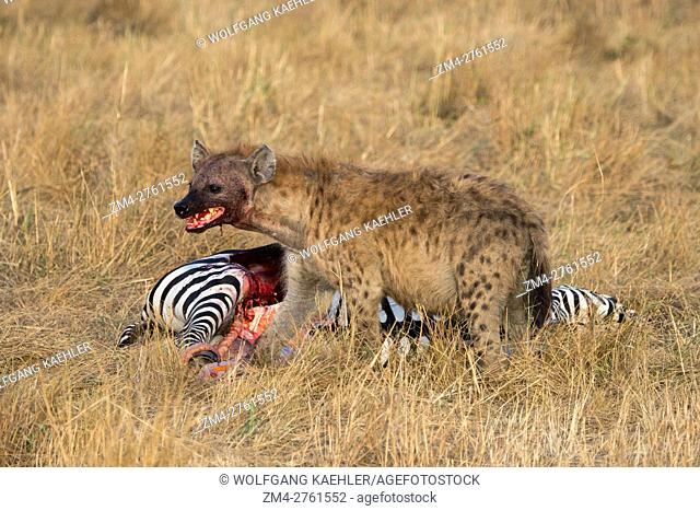 A Spotted hyena (Crocuta crocuta) is feeding on a zebra they killed in the grassland in the Masai Mara National Reserve in Kenya