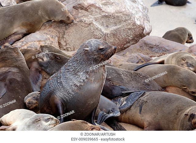 huge colony of Brown fur seal - sea lions in Namibia