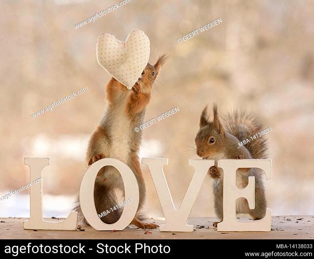 red squirrels are standing on the word love with a heart