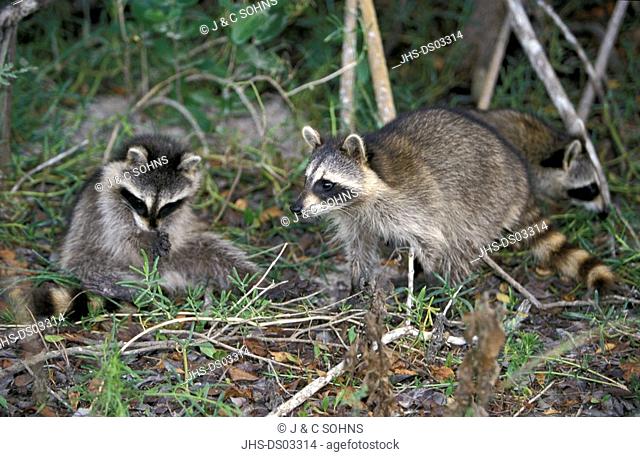 North American Raccoon, Procyon lotor, Sanibel Island, Florida, USA, subadult group alert