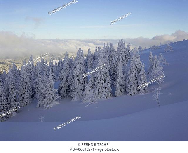 Winter forest at the Feldberg, Black Forest, Baden-Wuerttemberg, Germany